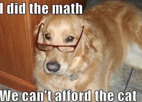 finance dog