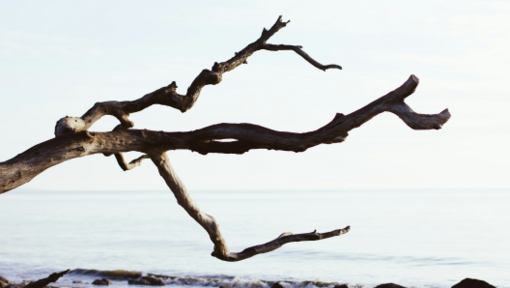 a driftwood branch